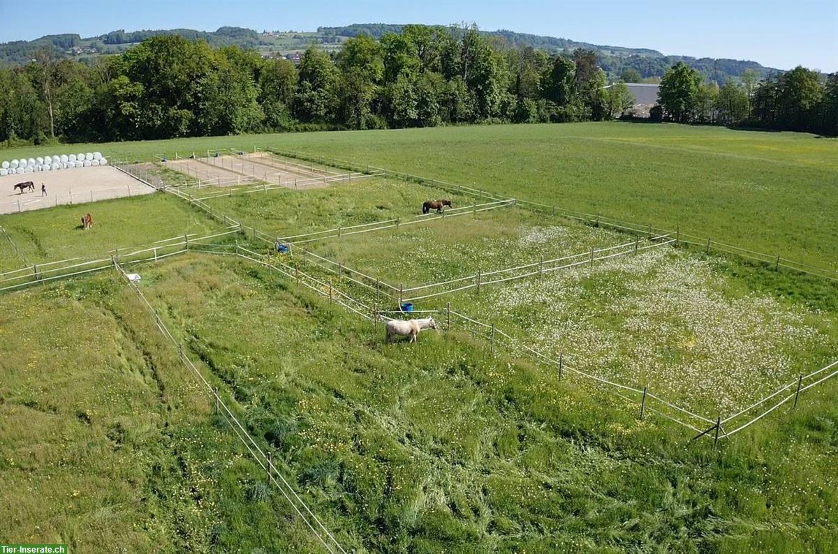 Pferdeboxen frei per 1. September in Weinfelden TG