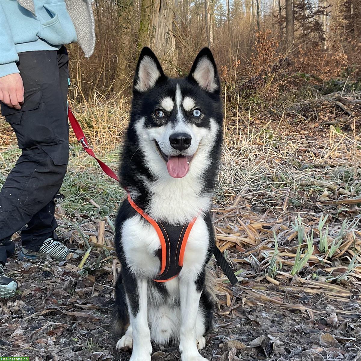 Maari, Pomsky Rüde, braucht erfahrenes Zuhause