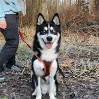 Maari, Pomsky Rüde, braucht erfahrenes Zuhause