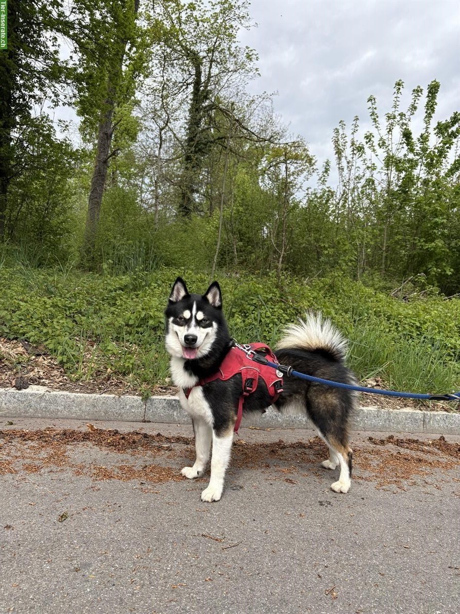 Bild 3: Maari, Pomsky Rüde, braucht erfahrenes Zuhause