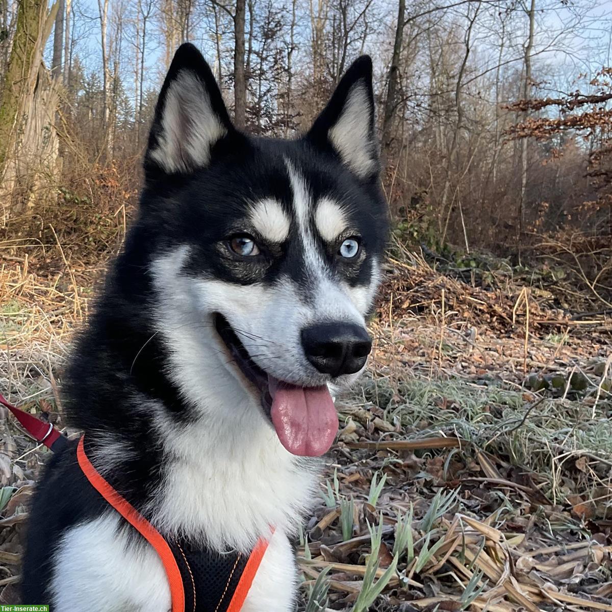 Bild 6: Maari, Pomsky Rüde, braucht erfahrenes Zuhause