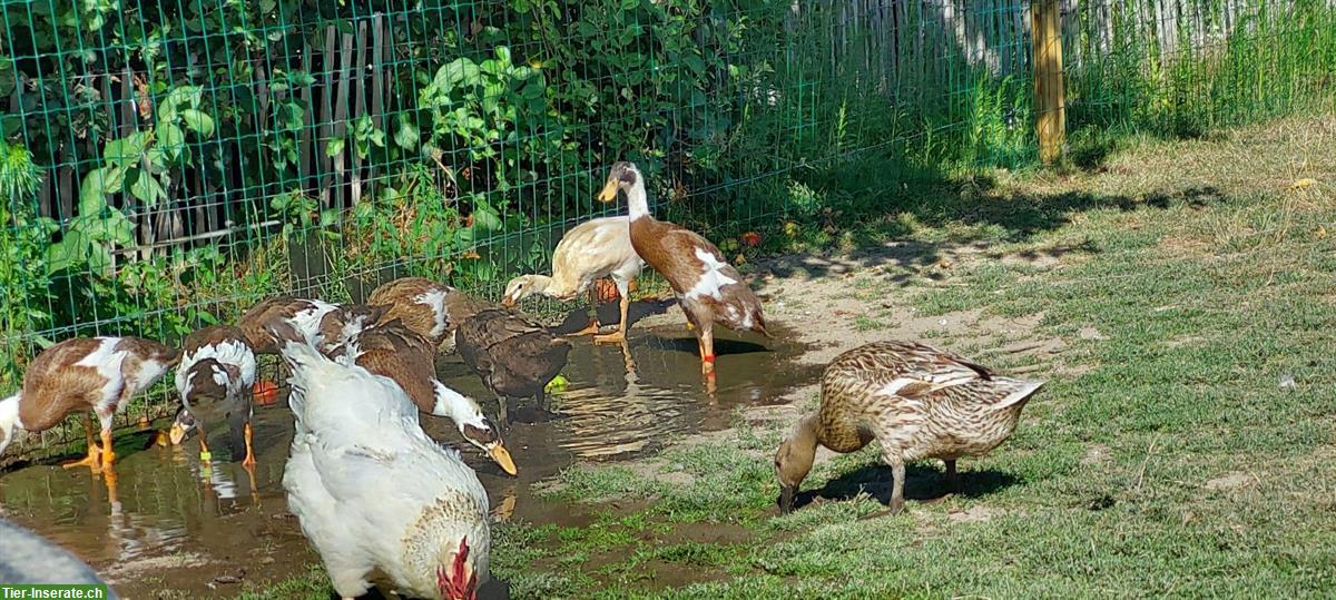 Bild 2: Junge Laufenten Erpel in rehbraun-weiss gescheckt