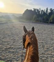 Reitbeteiligung für 17-jährigen Wallach in Rotkreuz ZG