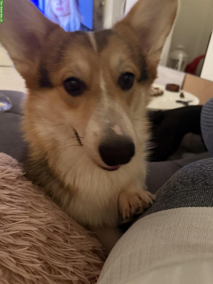 Bild 2: Welsh Corgi Pembroke Rüde sucht ein liebes Zuhause