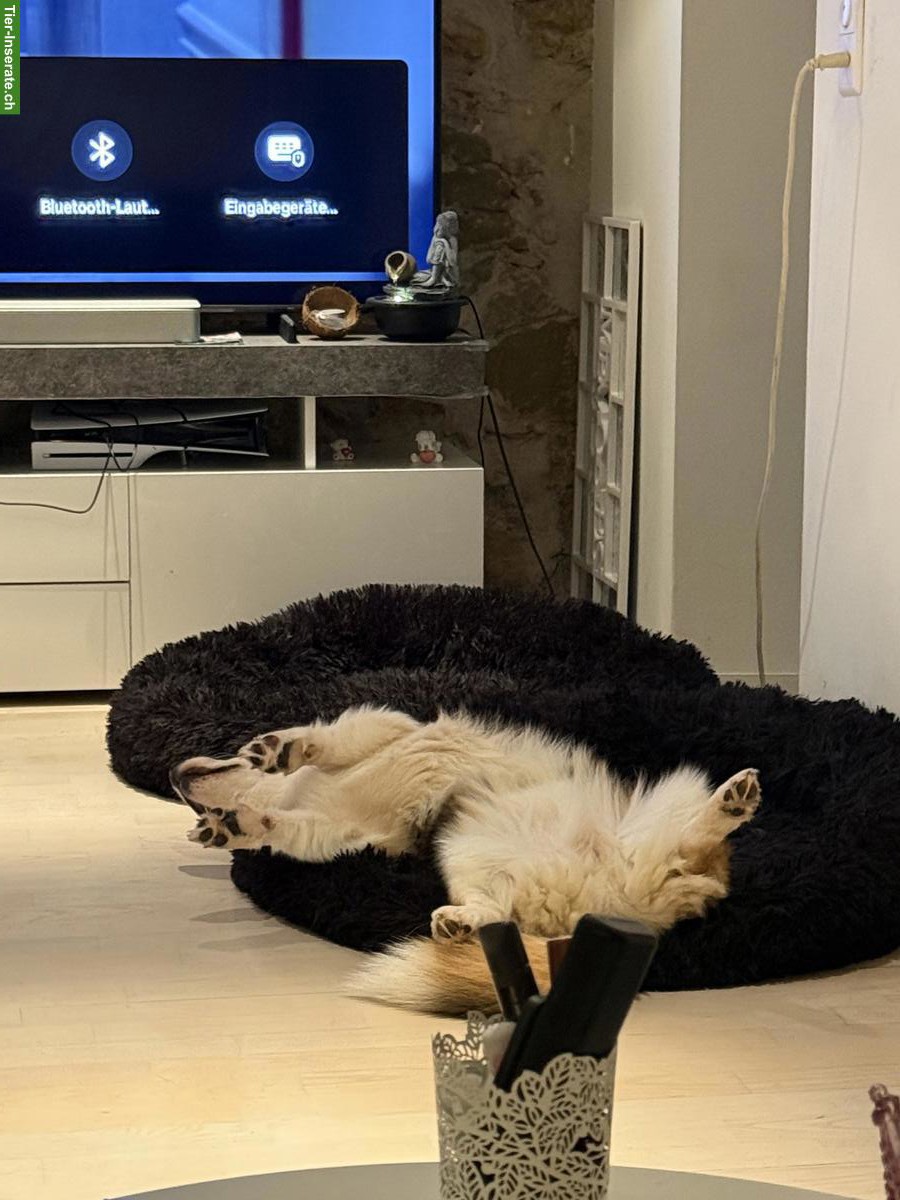 Bild 3: Welsh Corgi Pembroke Rüde sucht ein liebes Zuhause