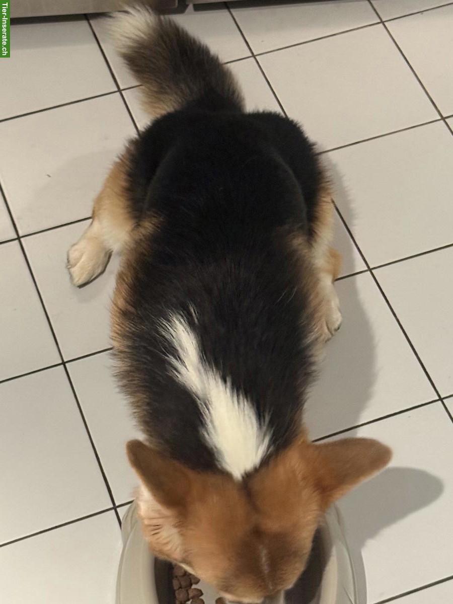 Bild 4: Welsh Corgi Pembroke Rüde sucht ein liebes Zuhause