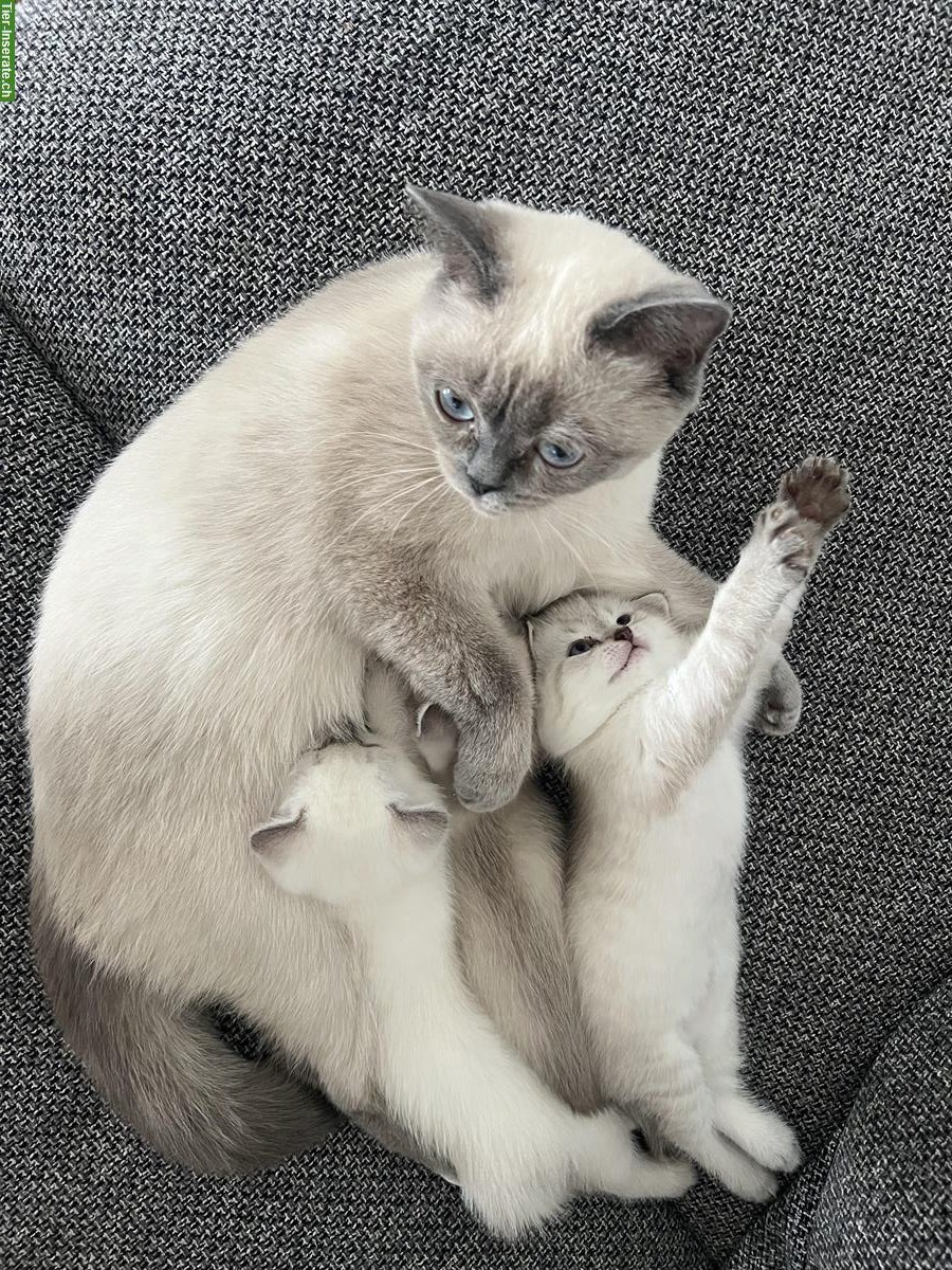 Britisch Kurzhaar Kitten suchen liebevolles Zuhause