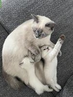 Britisch Kurzhaar Kitten suchen liebevolles Zuhause