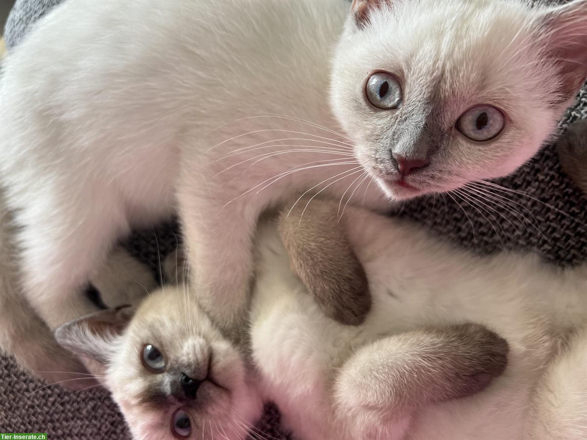 Bild 2: Britisch Kurzhaar Kitten suchen liebevolles Zuhause