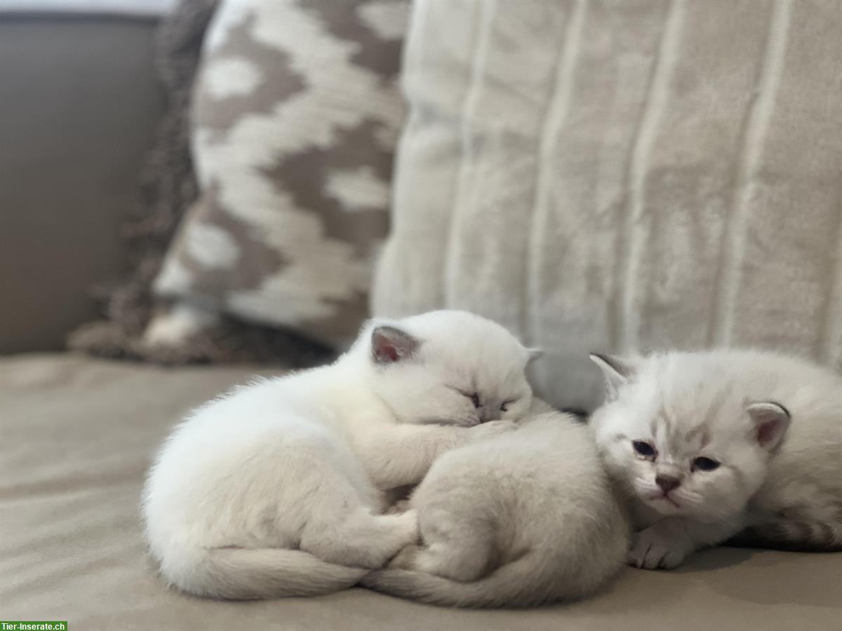 Bild 3: Britisch Kurzhaar Kitten suchen liebevolles Zuhause