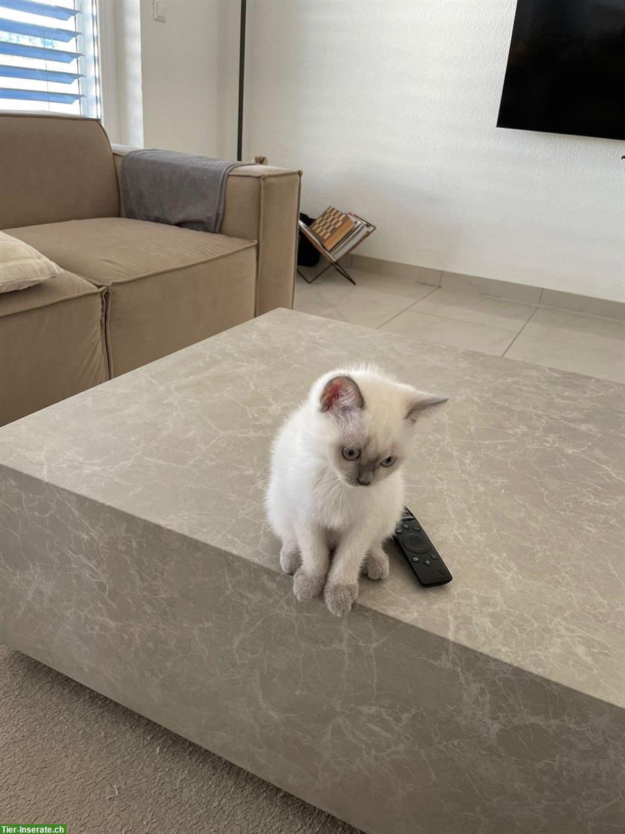 Bild 4: Britisch Kurzhaar Kitten suchen liebevolles Zuhause
