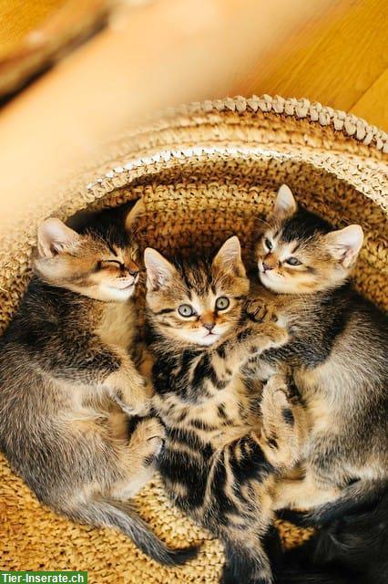 Kätzchen suchen ein Zuhause / halbe BKH Kitten