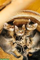 Kätzchen suchen ein Zuhause / halbe BKH Kitten