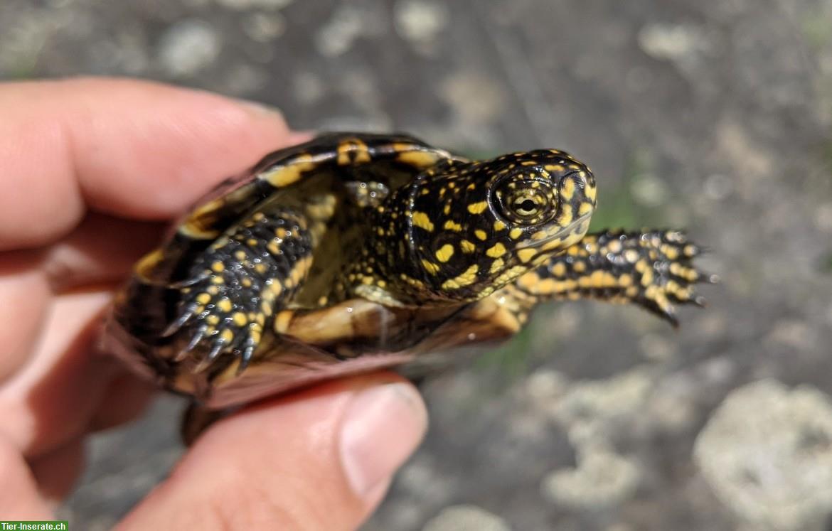 Bild 2: Europäische Sumpfschildkröte, Emys orbicularis zu verkaufen