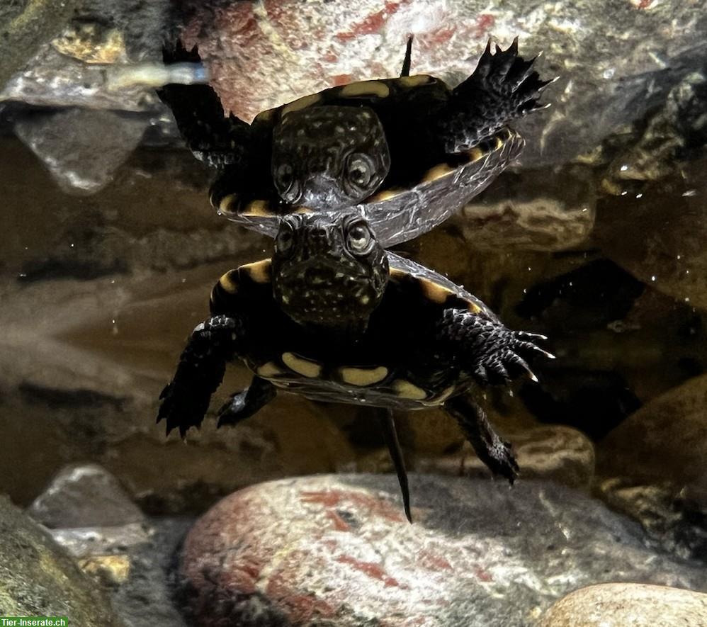 Bild 4: Europäische Sumpfschildkröte, Emys orbicularis zu verkaufen