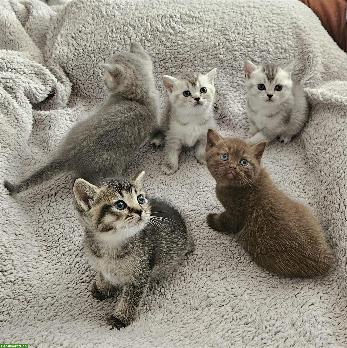 Reinrassige Britisch Kurzhaar (BKH) Kitten, männlich