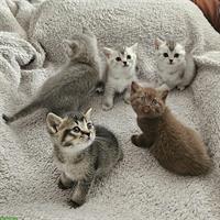 Reinrassige Britisch Kurzhaar (BKH) Kitten, männlich