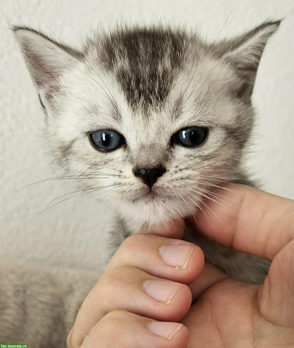Bild 2: Reinrassige Britisch Kurzhaar (BKH) Kitten, männlich