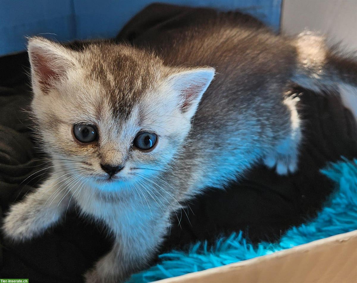 Bild 3: Reinrassige Britisch Kurzhaar (BKH) Kitten, männlich