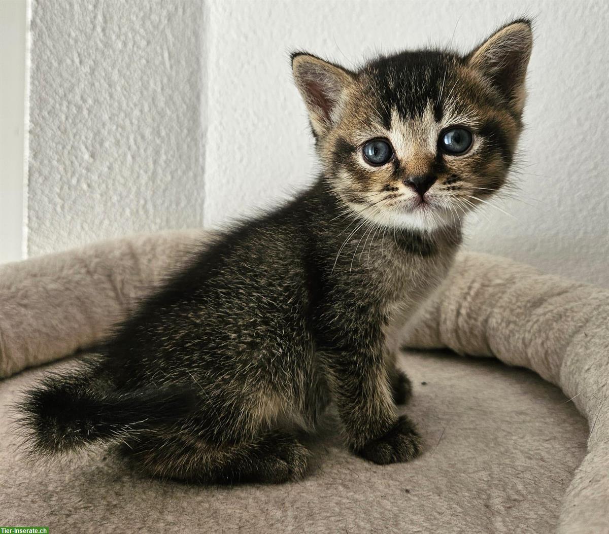 Bild 4: Reinrassige Britisch Kurzhaar (BKH) Kitten, männlich