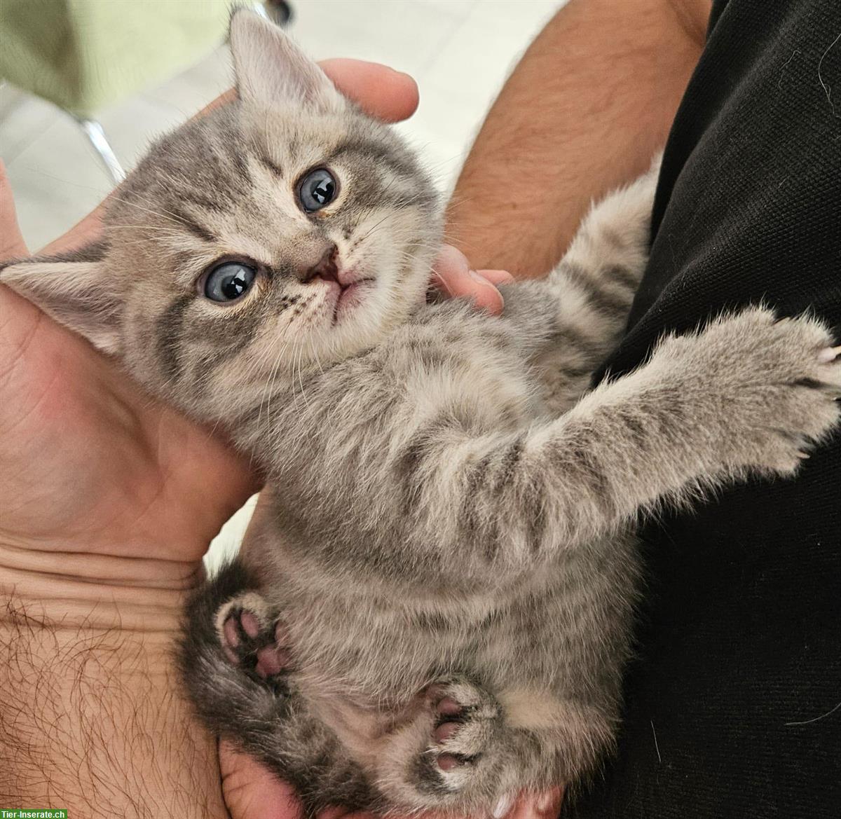 Bild 5: Reinrassige Britisch Kurzhaar (BKH) Kitten, männlich