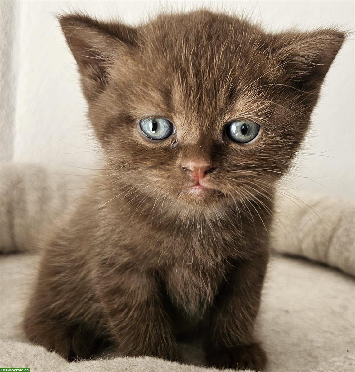 Bild 6: Reinrassige Britisch Kurzhaar (BKH) Kitten, männlich