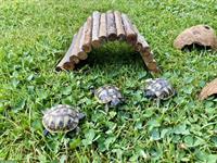 Griechische Landschildkröten Babys, Jg 2025 zu verkaufen