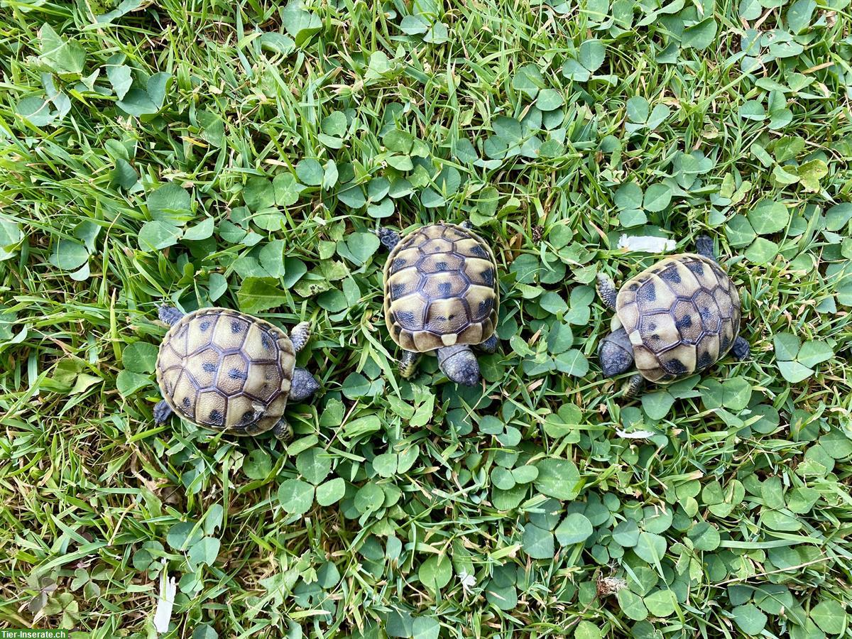 Bild 2: Griechische Landschildkröten Babys, Jg 2025 zu verkaufen