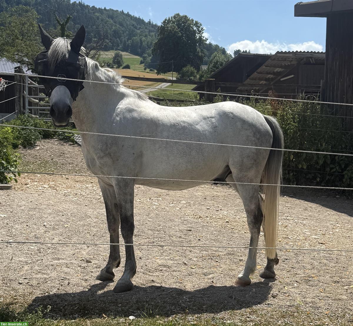Bild 2: Reitbeteiligung für Hispano-Araber, Oberes Baselbiet