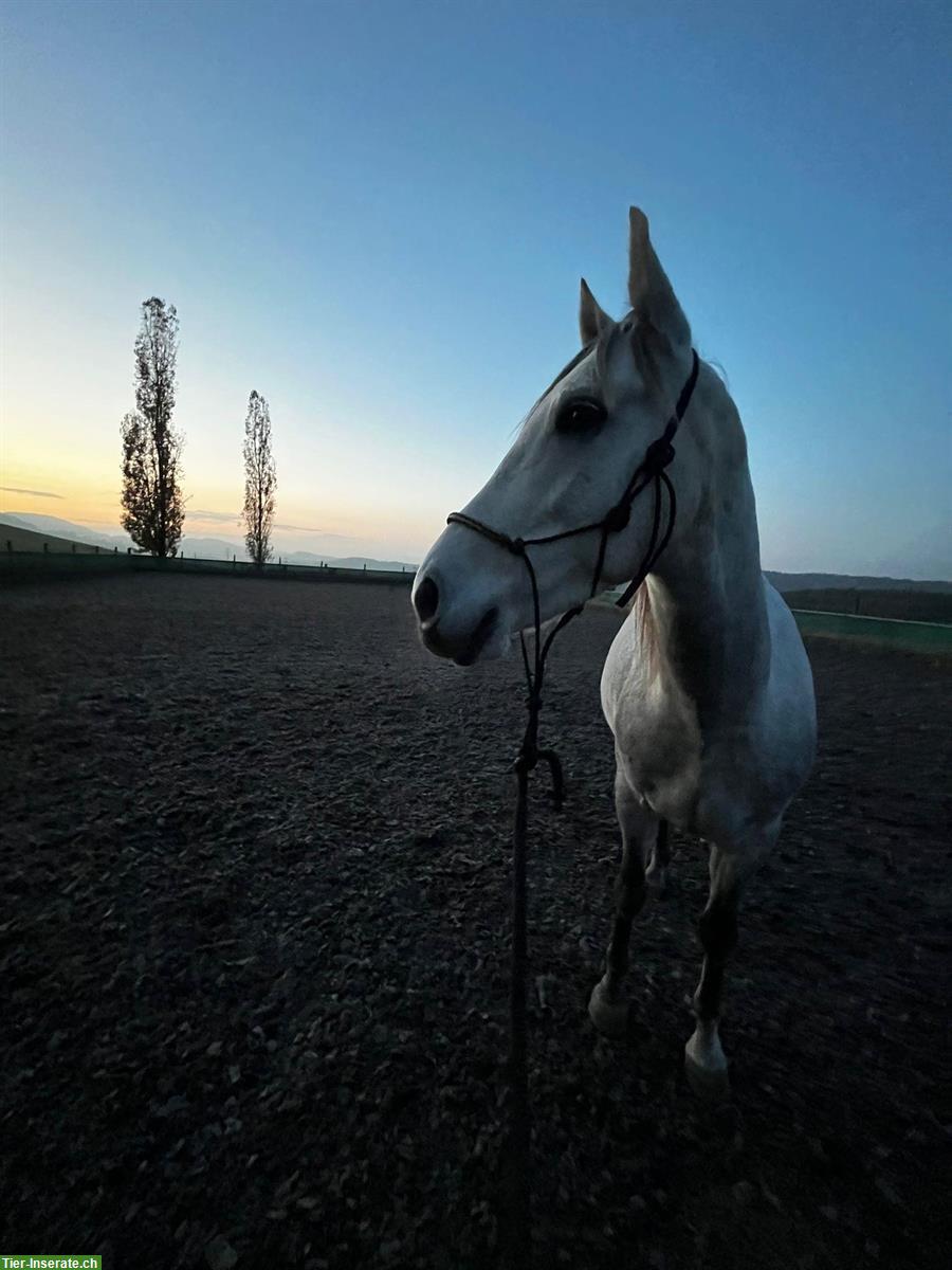 Bild 5: Reitbeteiligung für Hispano-Araber, Oberes Baselbiet