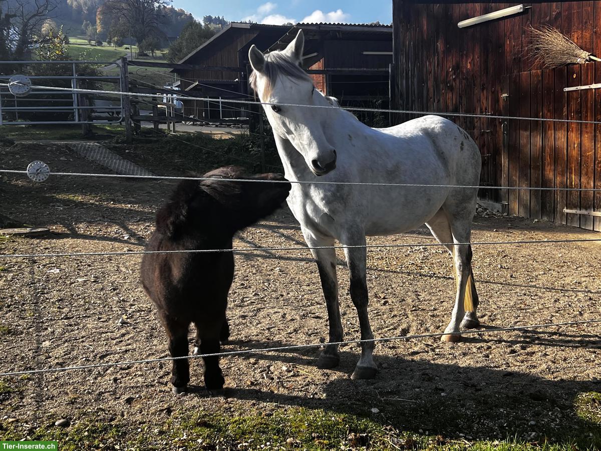Bild 6: Reitbeteiligung für Hispano-Araber, Oberes Baselbiet