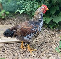 Schwedische Blumenhuhn Junghähne suchen ein Zuhause