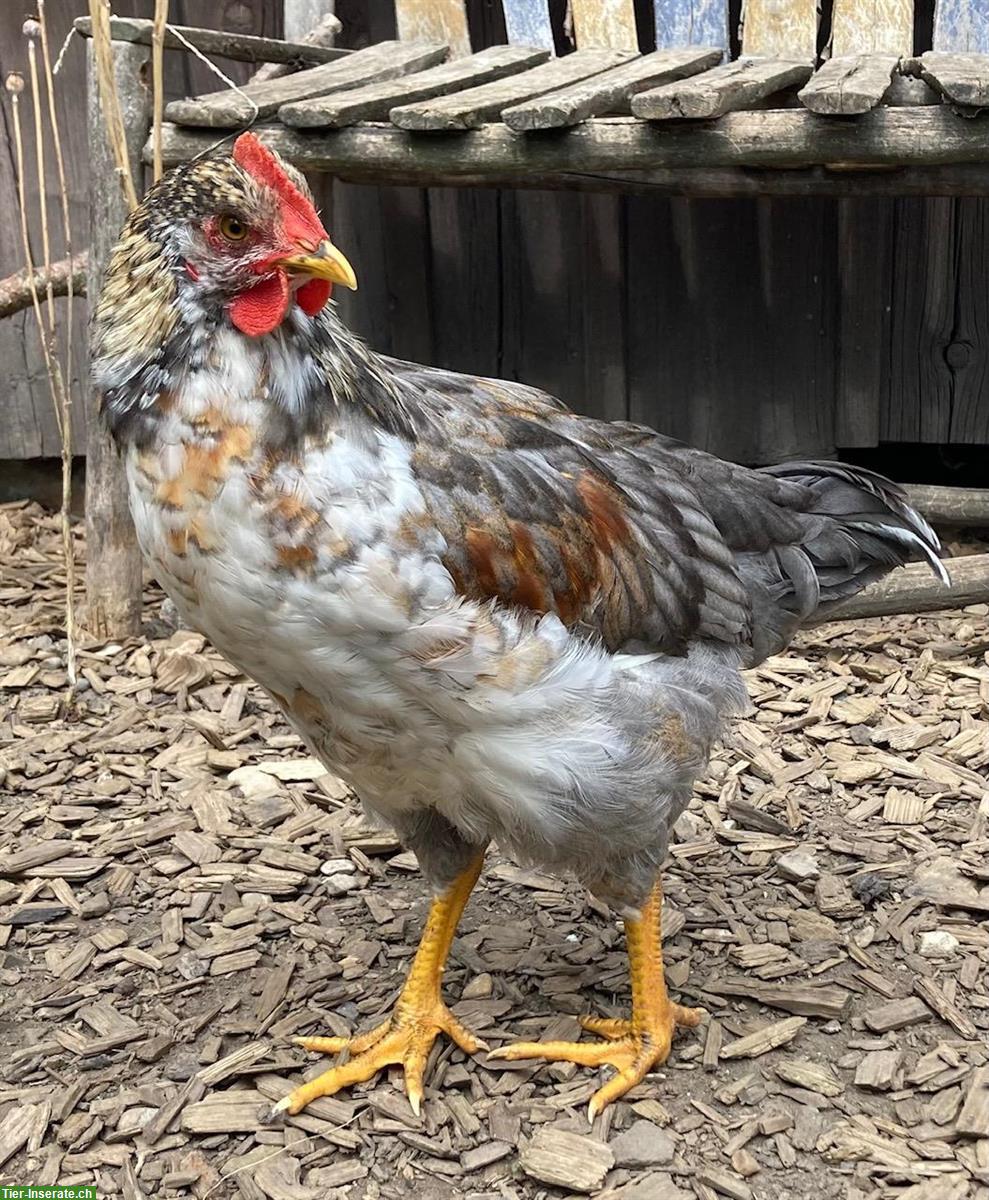 Bild 2: Schwedische Blumenhuhn Junghähne suchen ein Zuhause