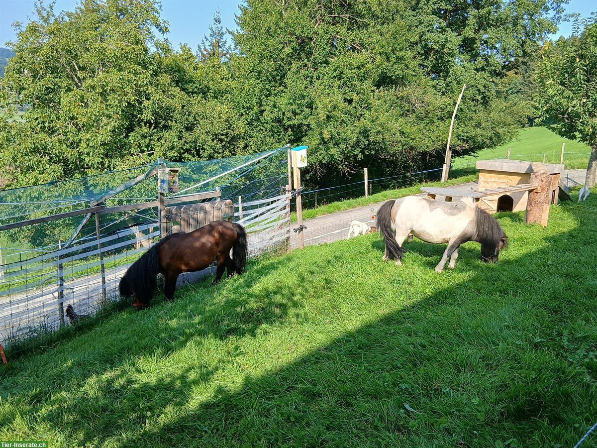 2 Mini Shetty Hengste zu verkaufen