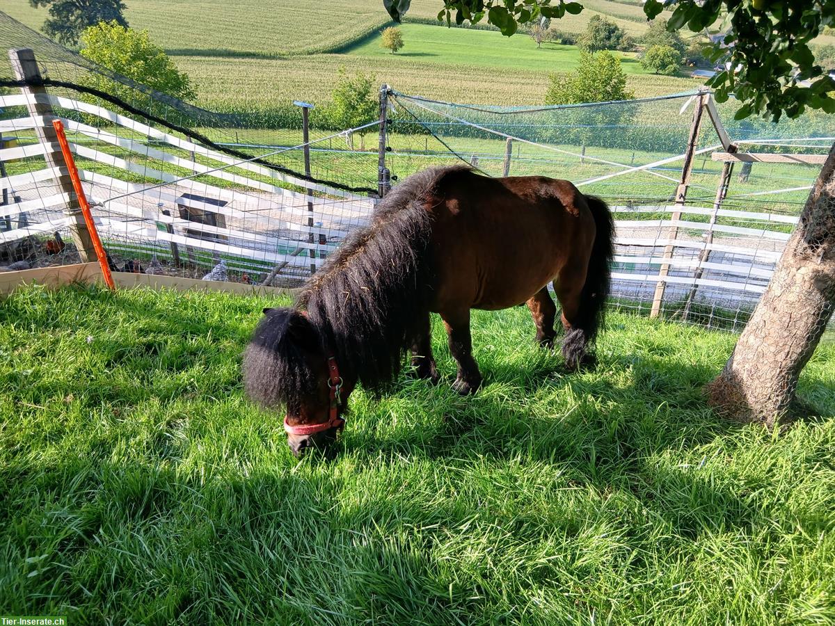 Bild 2: 2 Mini Shetty Hengste zu verkaufen