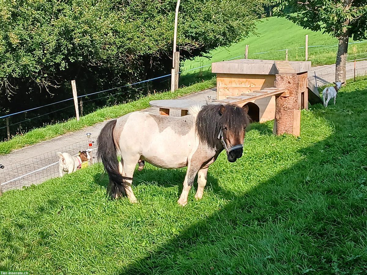Bild 3: 2 Mini Shetty Hengste zu verkaufen
