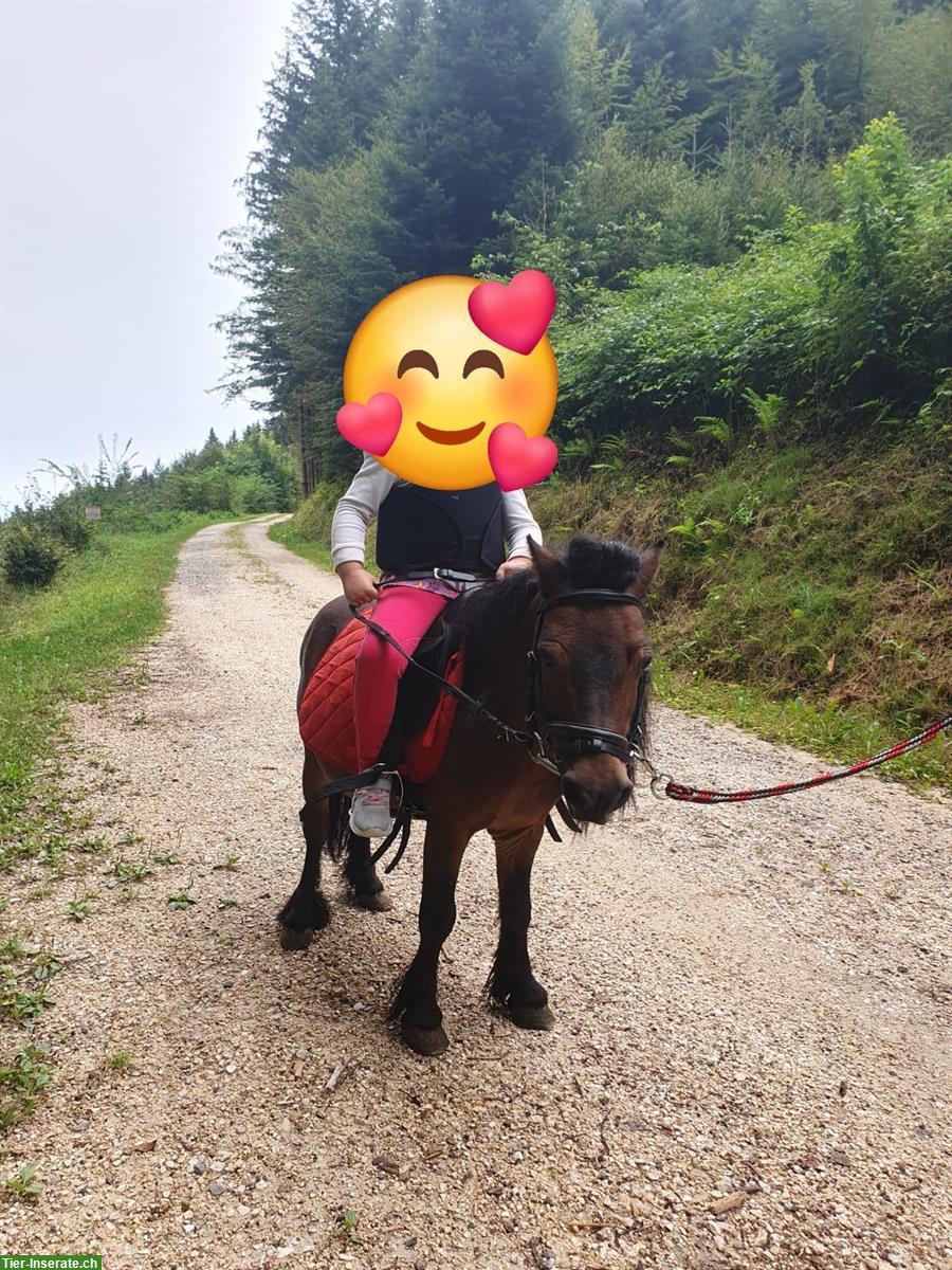 Bild 5: 2 Mini Shetty Hengste zu verkaufen
