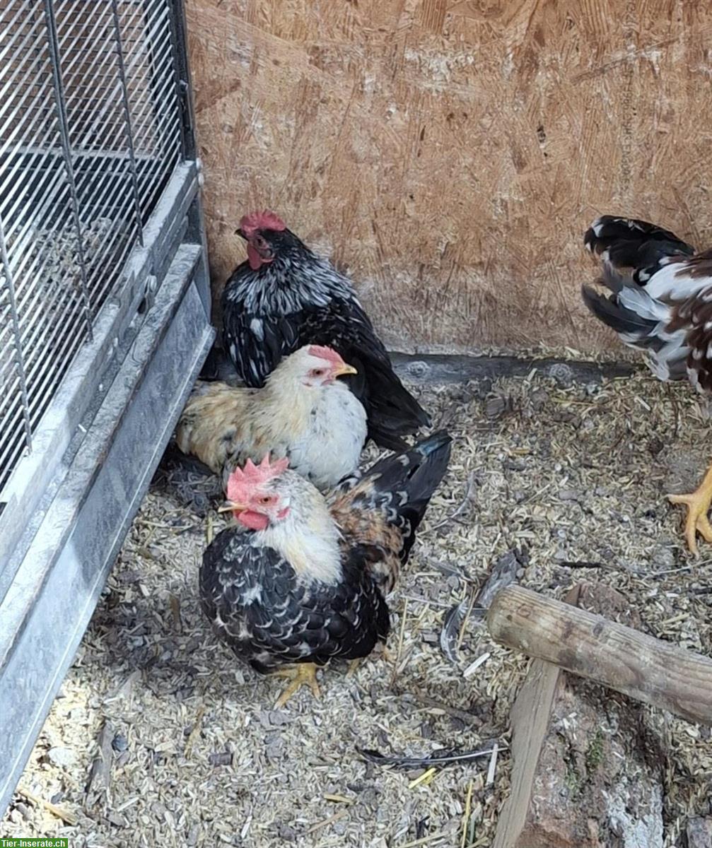 Bild 2: Junge Chabo Güggeli suchen neues zuhause