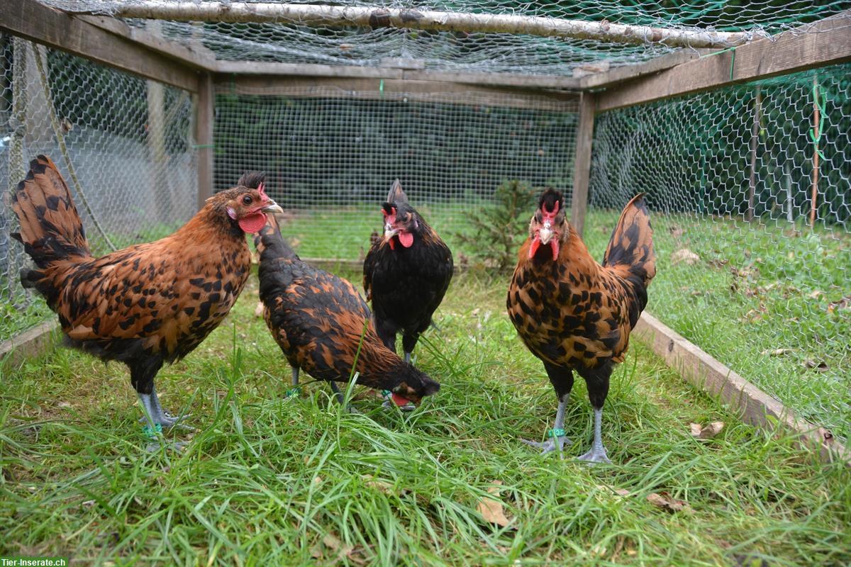 Junghähne/Zuchthähne Appenzeller Spitzhauben goldtupf