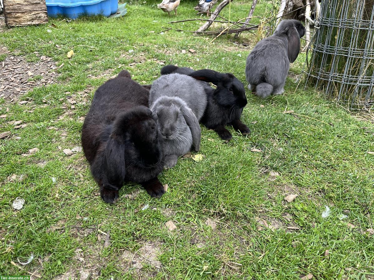 Grosse Französische Widder Kaninchen, Zibben