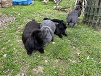 Grosse Französische Widder Kaninchen, Zibben