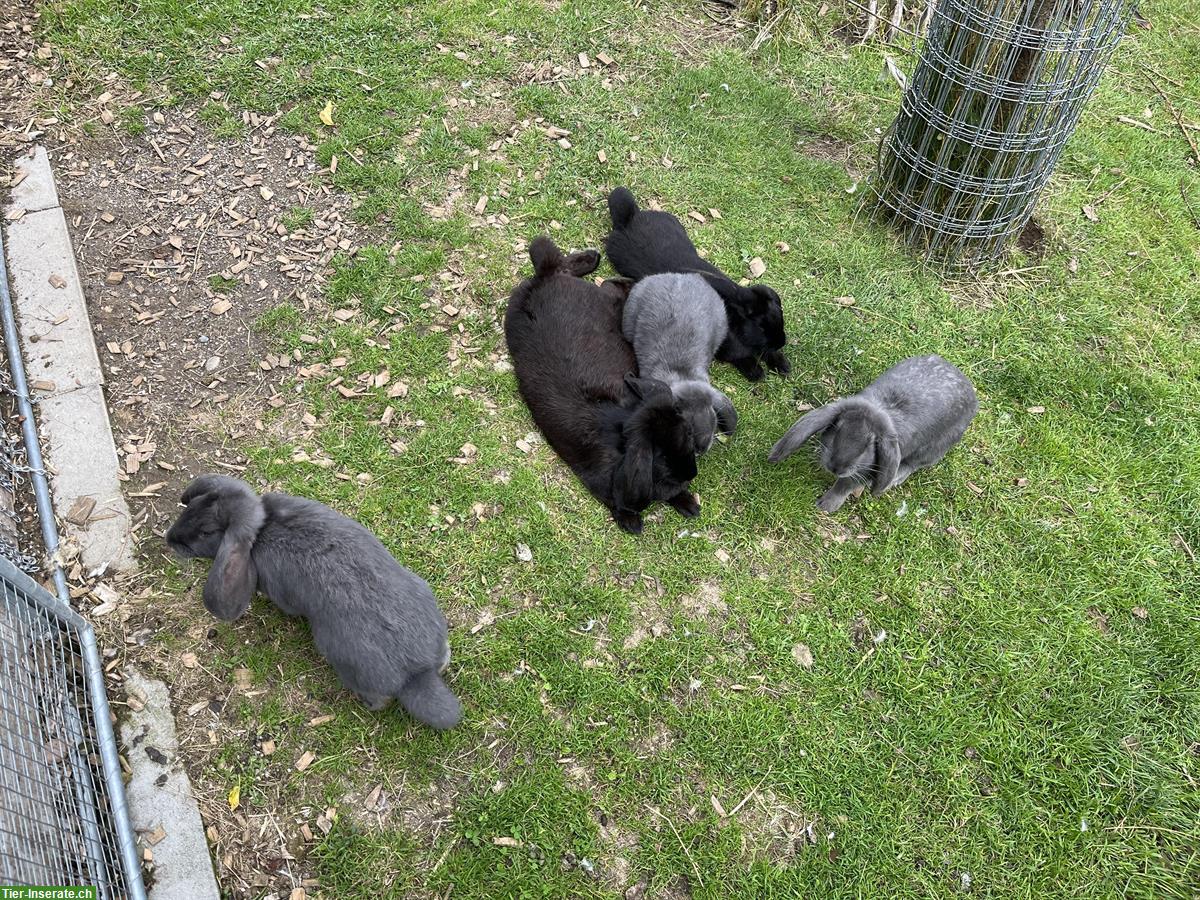 Bild 2: Grosse Französische Widder Kaninchen, Zibben