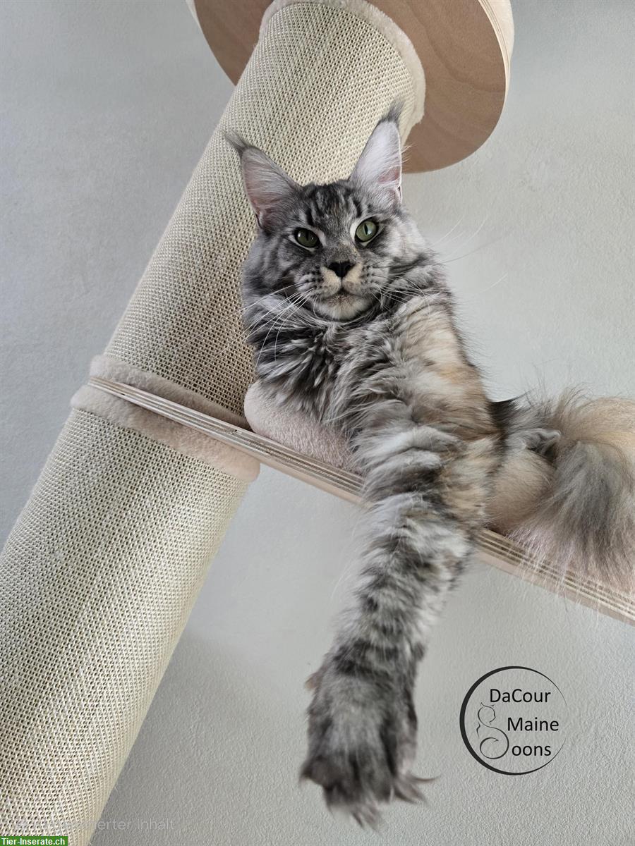 2-jährige Maine Coon Kätzin mit Stammbaum sucht neues Zuhause