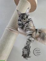 2-jährige Maine Coon Kätzin mit Stammbaum sucht neues Zuhause