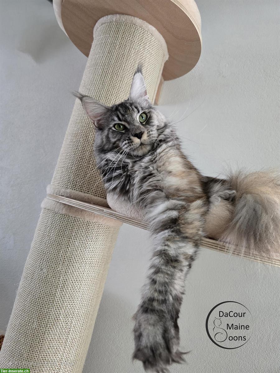 Bild 2: 2-jährige Maine Coon Kätzin mit Stammbaum sucht neues Zuhause