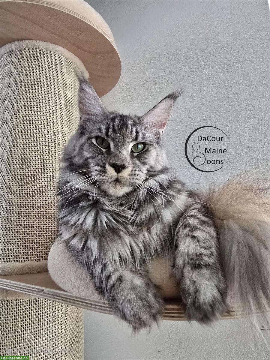 Bild 3: 2-jährige Maine Coon Kätzin mit Stammbaum sucht neues Zuhause