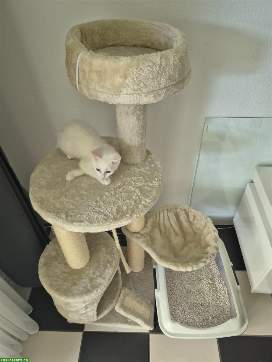 Bild 3: Junge weisse Katze, weiblich mit Kratzbaum + Katzenklo