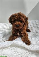 Wunderschönen Maltipoo Welpen, Rüde zu verkaufen