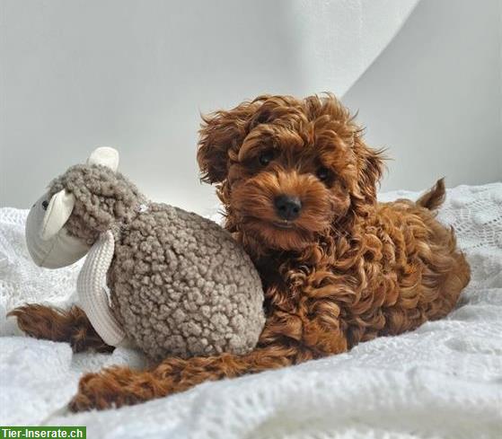 Bild 2: Wunderschönen Maltipoo Welpen, Rüde zu verkaufen