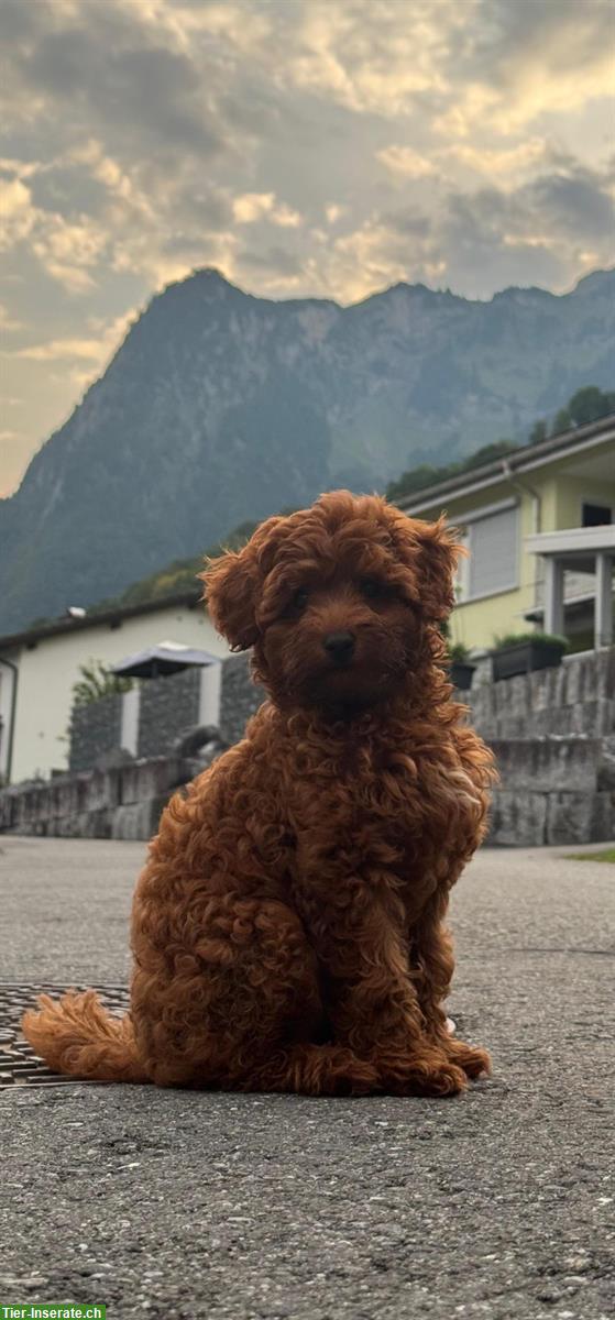 Bild 3: Wunderschönen Maltipoo Welpen, Rüde zu verkaufen